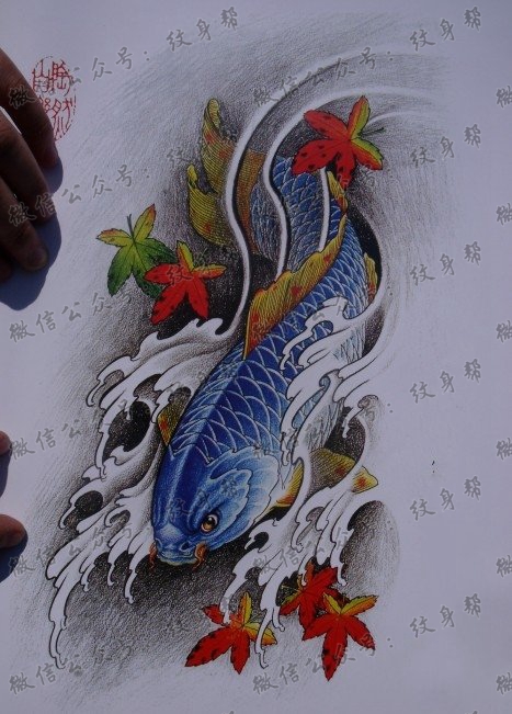 中华锦鲤纹身手稿