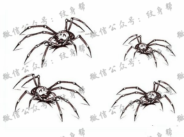 简洁的蜘蛛纹身手稿图案