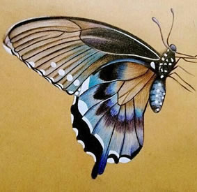 飞翔的彩色蝴蝶纹身手稿图片