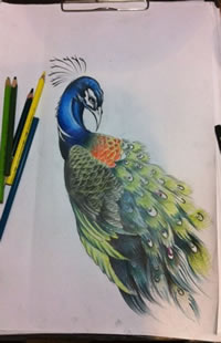 彩色卡通孔雀纹身手稿图片