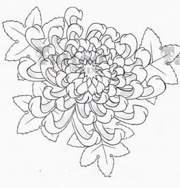 线条优美的菊花手稿纹身图案