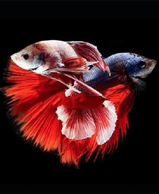 漂亮的鱼手稿纹身图案