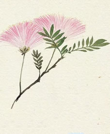 漂亮的合欢花手稿纹身图案