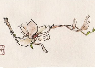 冰清玉洁的白玉兰手稿纹身图案