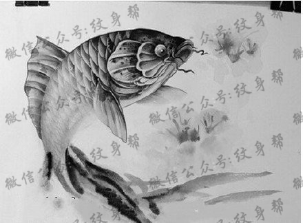 水墨锦鲤鱼手稿纹身图案