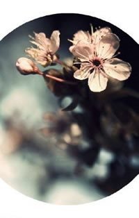 优美的桃花手稿纹身图案