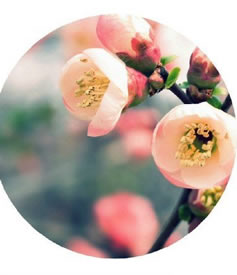 含苞未放的桃花纹身图案