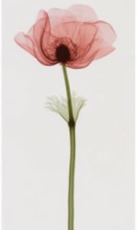 漂亮的工艺品罂粟花纹身图案