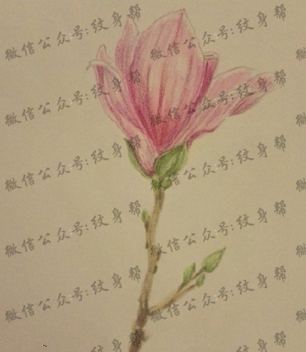 漂亮的木兰花手稿纹身图案