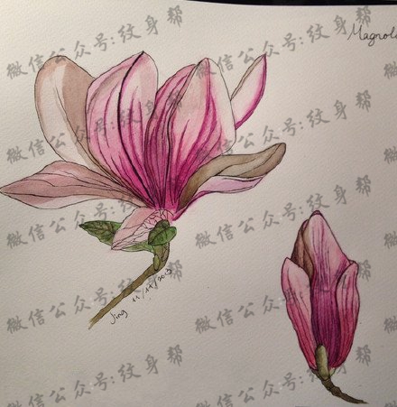 漂亮的木兰花手稿纹身图案