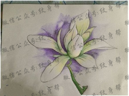 漂亮的木兰花手稿纹身图案