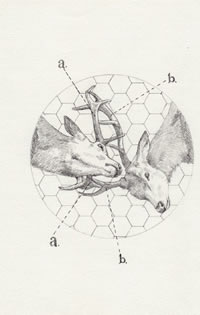 经典羚羊手稿纹身图案