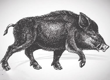 经典手绘野猪纹身图案