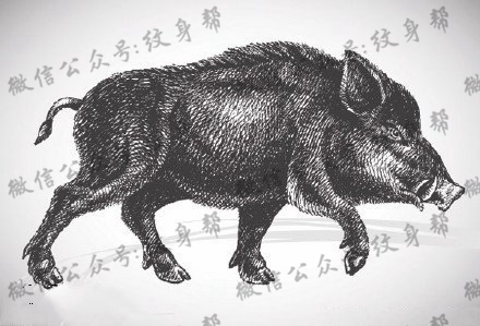 经典手绘野猪纹身图案