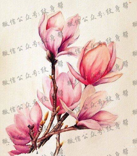 彩绘玉兰花纹身图案