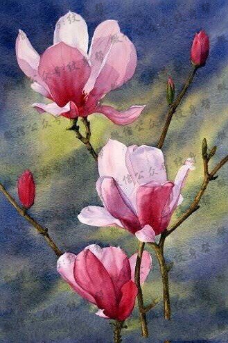 彩绘玉兰花纹身图案