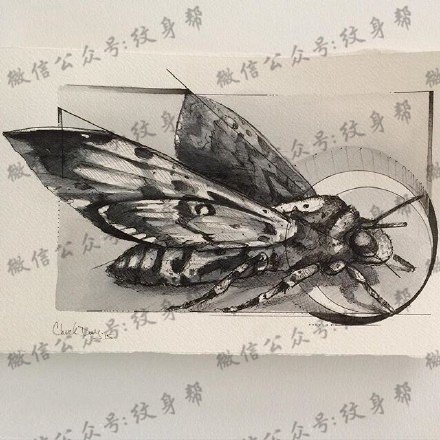 手稿素描飞蛾纹身图案