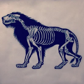 素描狮子骨架纹身图案