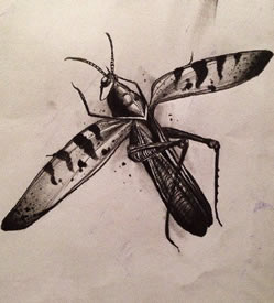 手稿蚂蚱纹身图案