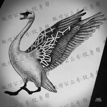 手稿天鹅纹身图案