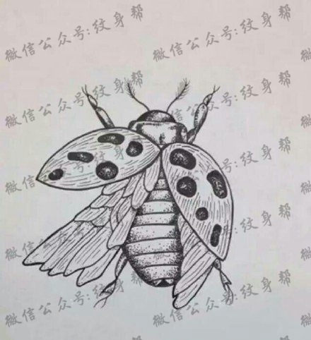 手稿甲壳虫纹身图案