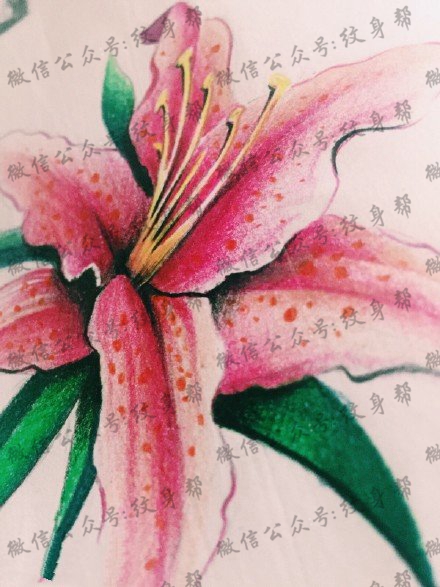 手绘百合花纹身图案