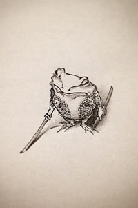 手稿金蝉纹身图案