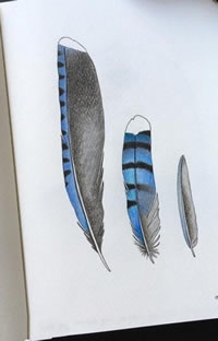 手稿逼真的羽毛纹身图案