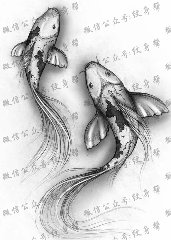 手稿一款素色鲤鱼纹身图案