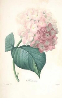 手稿花朵纹身图案