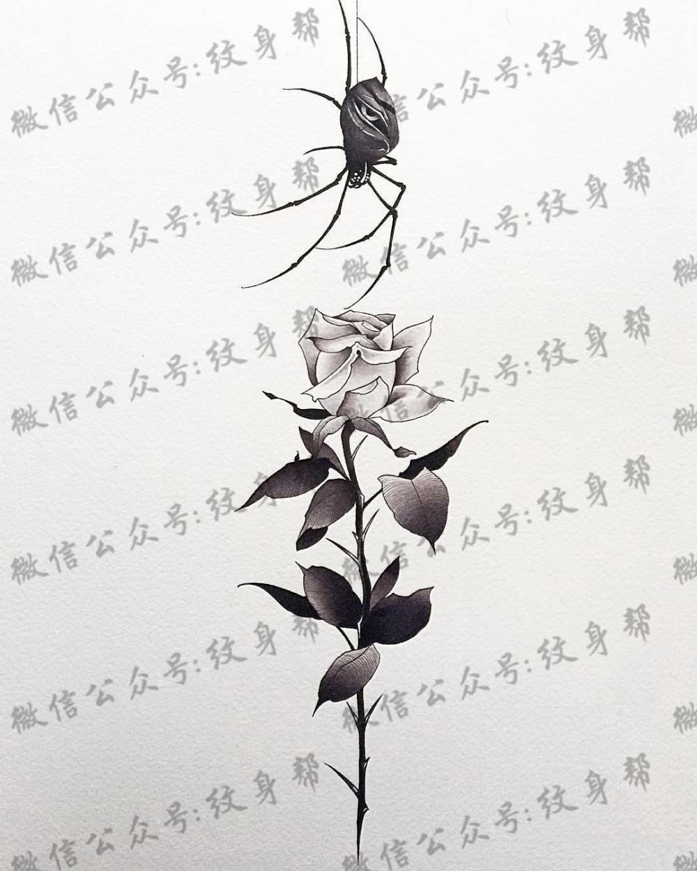 school玫瑰蜘蛛纹身图案手稿