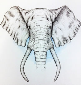 欧美大象线条纹身图案手稿