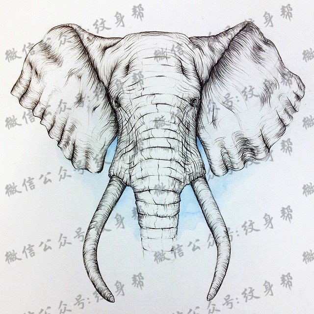 欧美大象线条纹身图案手稿