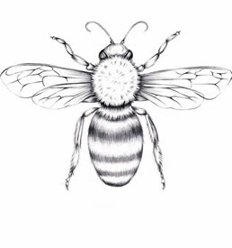 欧美线条蜜蜂纹身图案手稿