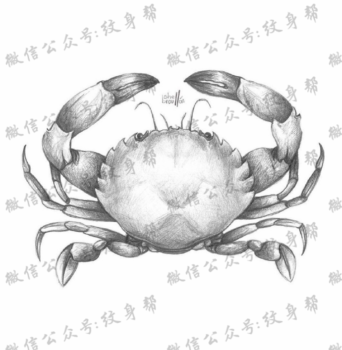 动物黑白插画_27张黑白动物插画纹身手稿图案