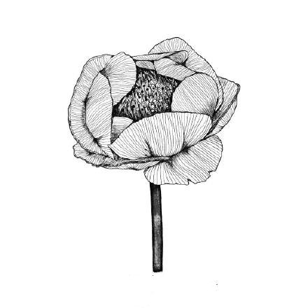 黑白色点刺花卉植物纹身手稿组图图案欣赏