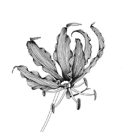 黑白色点刺花卉植物纹身手稿组图图案欣赏