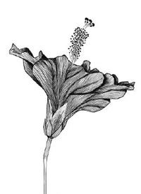 黑白色点刺花卉植物纹身手稿组图图案欣赏