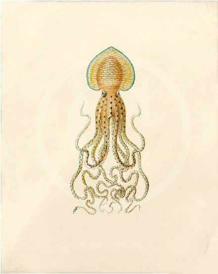 29张八爪鱼章鱼纹身手稿图案欣赏