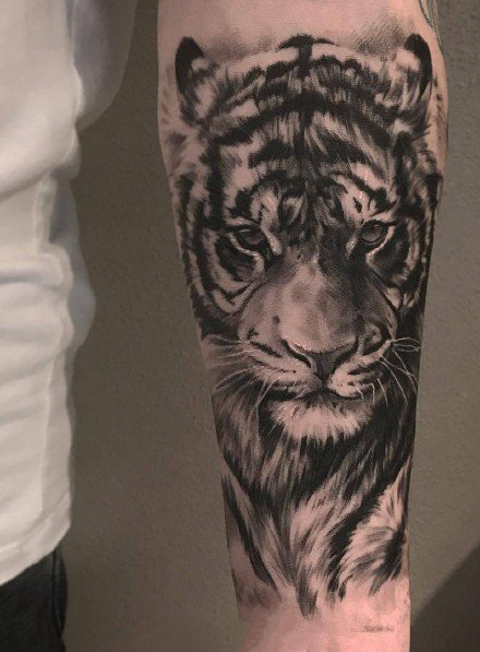 写实风格的一组森林之王黑灰老虎纹身图案