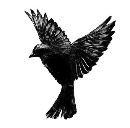 纯黑色的一组老鹰乌鸦等飞鸟类纹身手稿欣赏