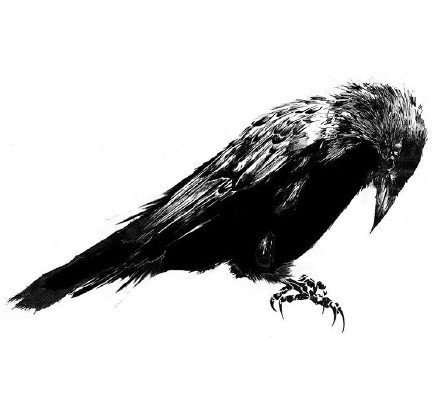 纯黑色的一组老鹰乌鸦等飞鸟类纹身手稿欣赏