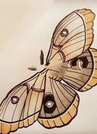 个性的一组蝴蝶纹身手稿图片