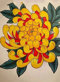 一组传统菊花的彩色纹身手稿图案