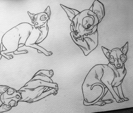 斯芬克斯猫的一组黑灰猫纹身图片