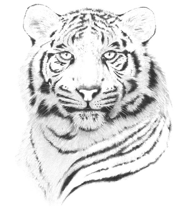 30组老虎头纹身手稿图案