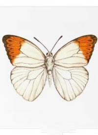 一组漂亮的蝴蝶素材纹身手稿图片