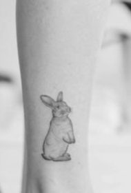 很可爱的欧美小清新动物图片