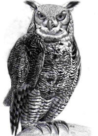 38组猫头鹰主题的纹身手稿素材图片