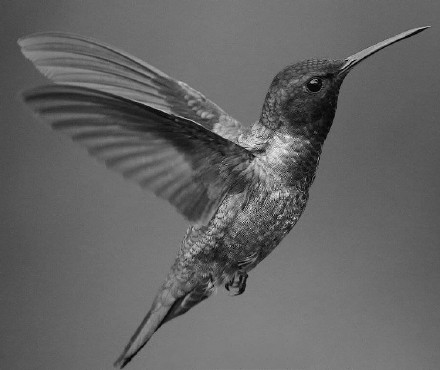 一组蜂鸟主题的纹身图案作品